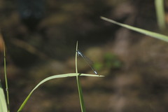 Acanthagrion quadratum