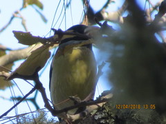 Coccothraustes abeillei