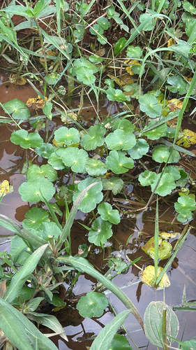 floating marsh pennywort