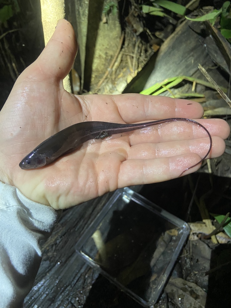 Glass knifefish (Sternopygus astrabes) — Sternopygidae