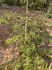 Podocarpus totara