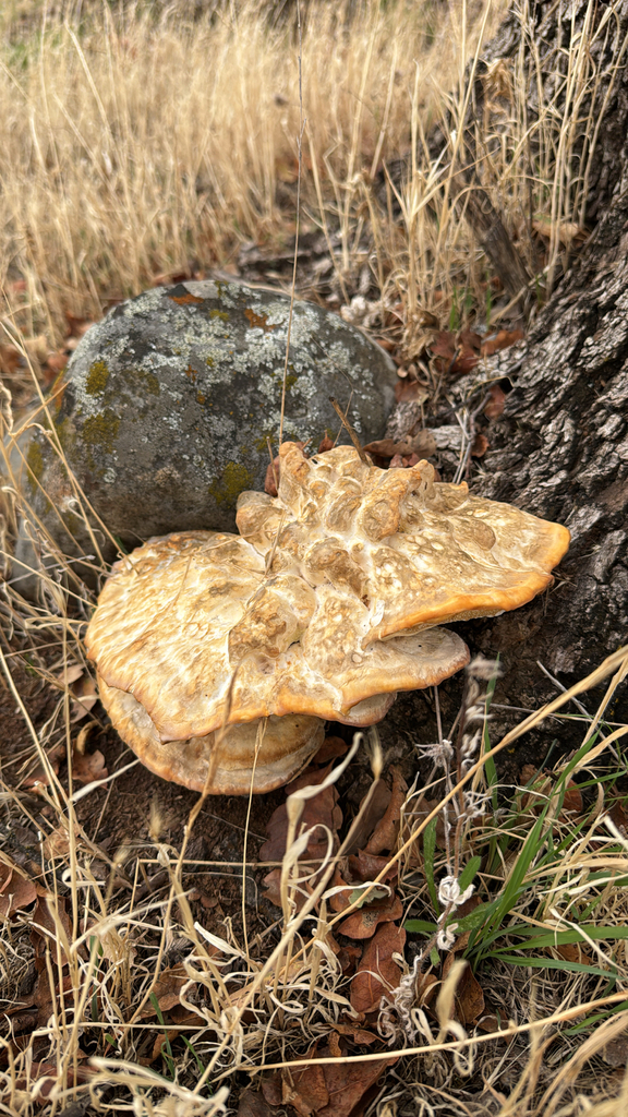 Laetiporus gilbertsonii · November 2025 · photo: © ghwada (iNaturalist, cc-by)