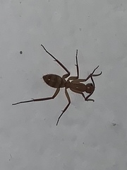 Image of Camponotus conspicuus