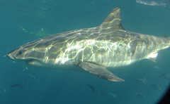 Carcharodon carcharias