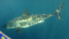 Carcharodon carcharias