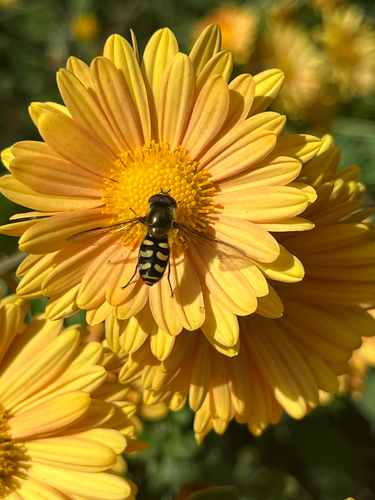 Unknown species found near E 6200 S, Holladay, UT, US