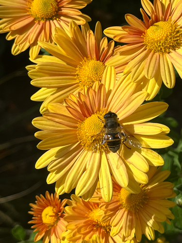 Unknown species found near E 6200 S, Holladay, UT, US