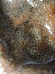 Cryptosula pallasiana