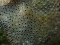 Cryptosula pallasiana