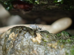 Telmatogeton japonicus