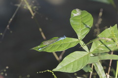 Argia rhoadsi