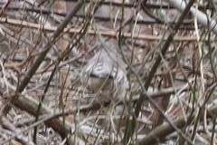 Mimus polyglottos polyglottos
