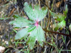 Delphinium cardinale