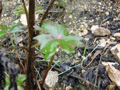 Delphinium cardinale
