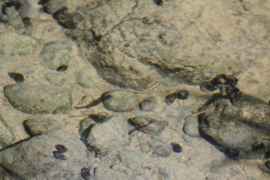 Rioverde Tetra