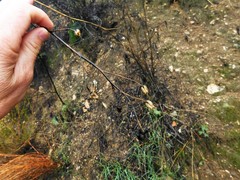 Delphinium cardinale