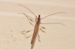 Rhinophthalmus
