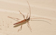Rhinophthalmus