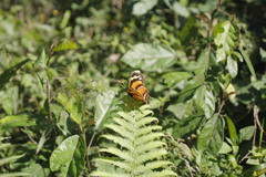 Consul fabius cecrops