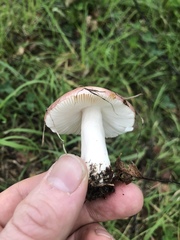 Russula nitida