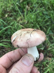 Russula nitida