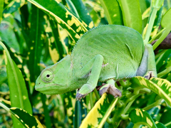 Graceful Chameleon photo 2