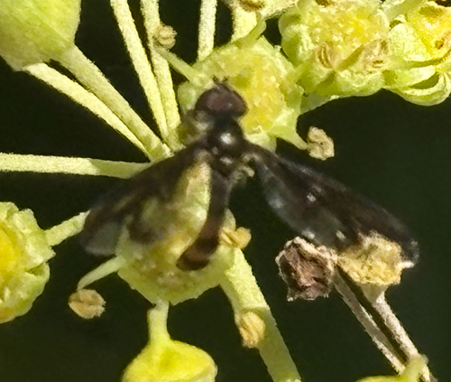 Unknown species found near Fulton County, US-GA, US