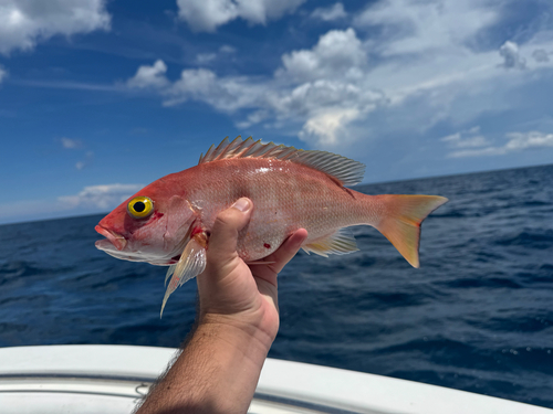 Silk snapper (Lutjanus vivanus) — Lutjanidae