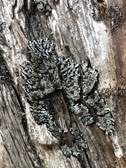 Coccocarpia erythroxyli