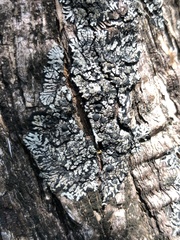 Coccocarpia erythroxyli