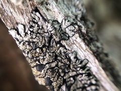 Coccocarpia erythroxyli