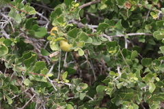 Diospyros intricata