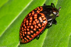 Erotylina jaspidea