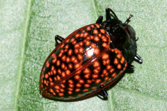 Erotylina jaspidea