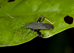 Nematopus nigriventris