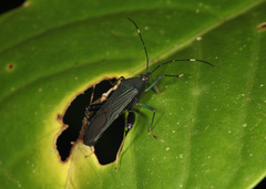 Nematopus nigriventris