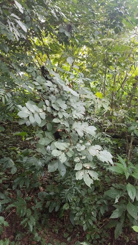 Trichilia martiana (Trichilia martiana)