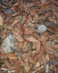Lampropeltis knoblochi