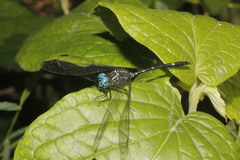 Dythemis nigra
