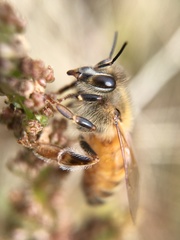 Apis mellifera