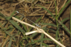 Argia rhoadsi