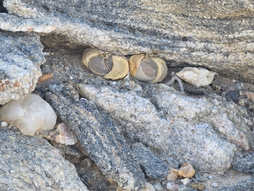 Lithops optica C081 10 km W of Lüderitz, Namibia