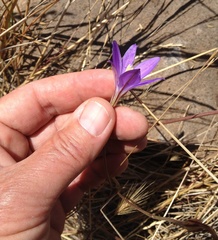 Brodiaea santarosae