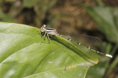Argia rhoadsi