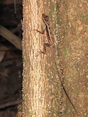 Anolis lemurinus