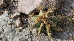 Astrophytum ornatum
