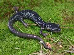 Plethodon kentucki