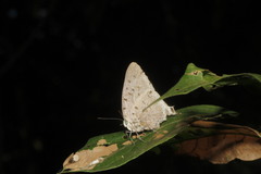 Pseudolycaena damo