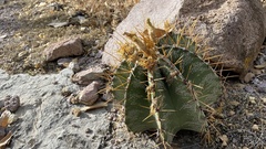 Astrophytum ornatum