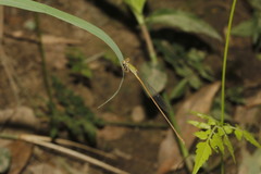 Leptobasis vacillans